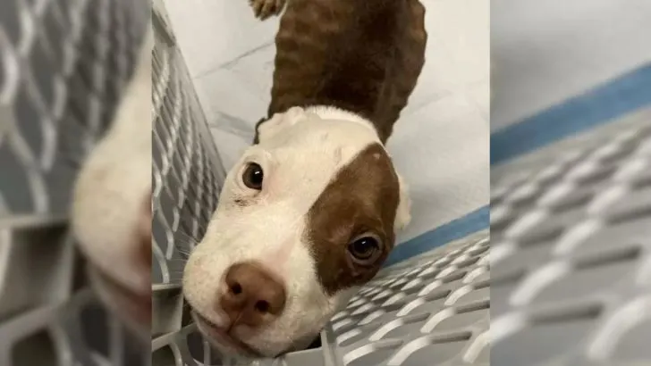 Skinny Pup That Was Waiting For Her Hero Finally Gets A Happy Ending