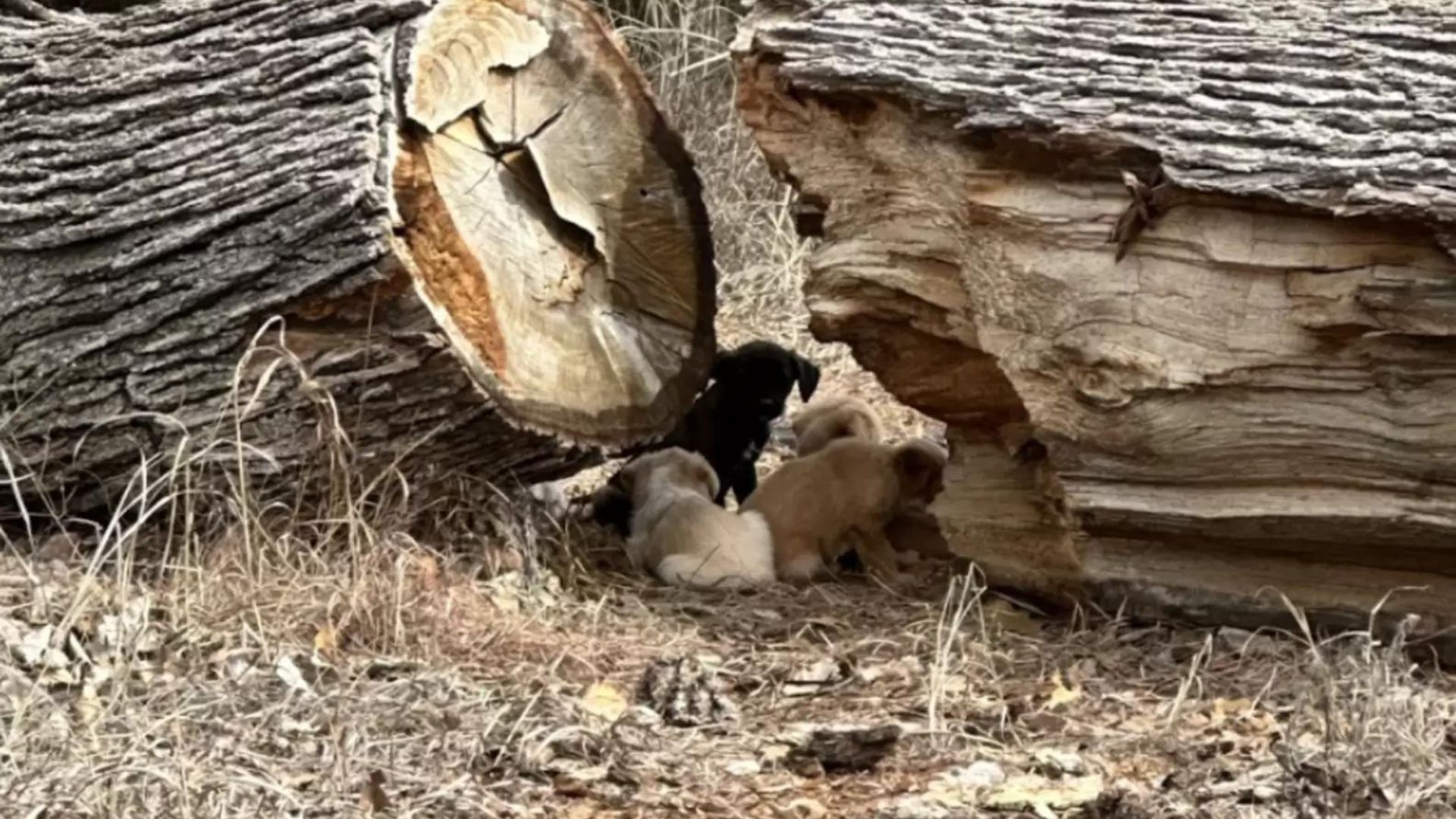 a litter of puppies hiding between the tree