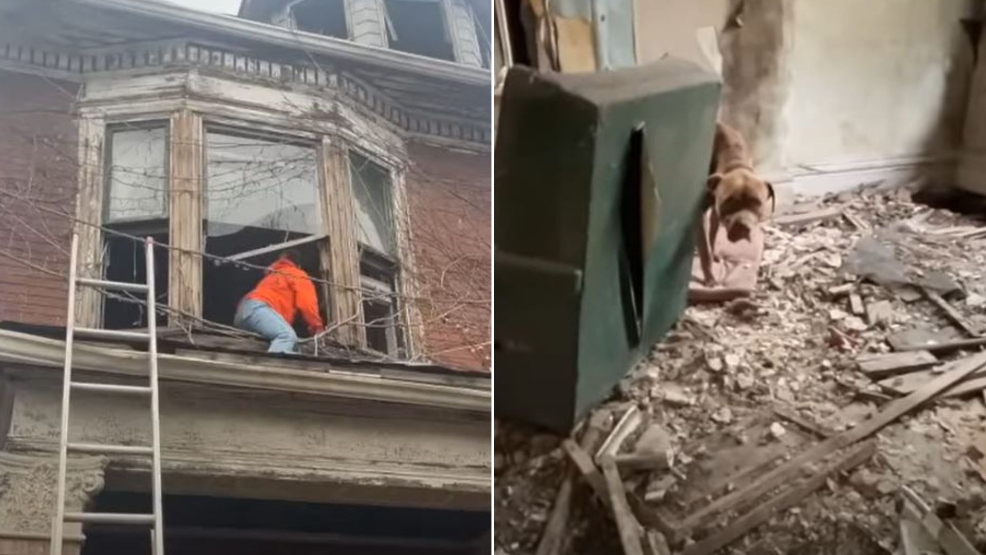 This EPIC Rescue Of A Dog From A Dangerous Roof Will Leave You Speechless