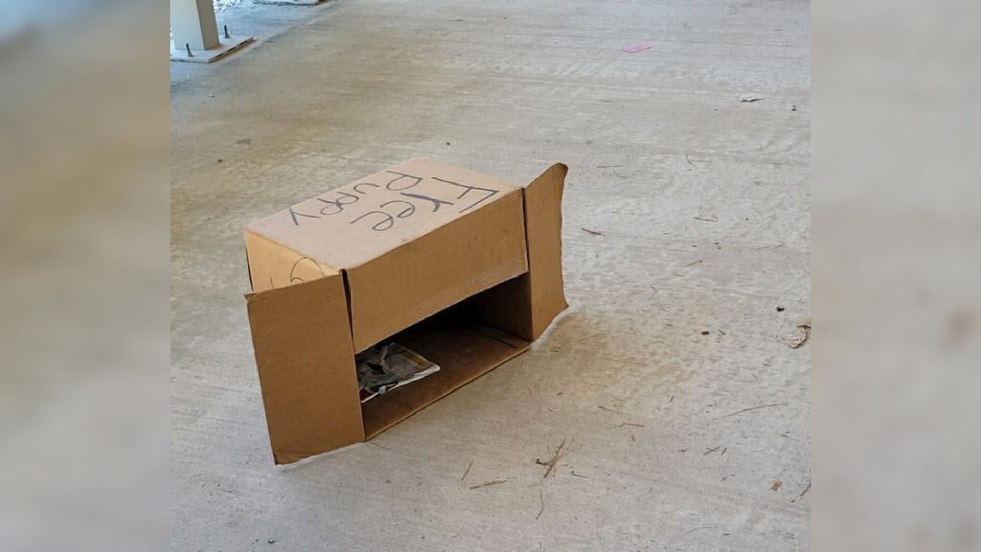 Texas Resident Saw A Box At Post Office That Was Marked ‘Free’ So He Went To Investigate