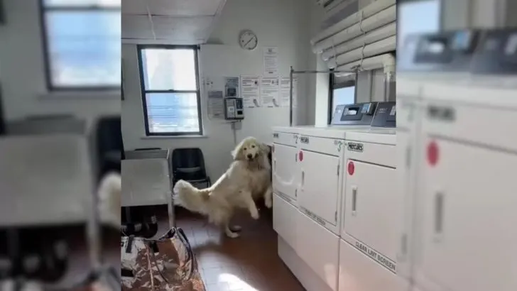 Woman Finds A Dog Exploring The Laundry Room Of Her Building