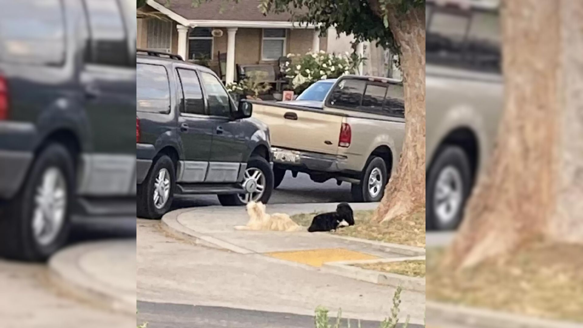 two dogs sitting near cars