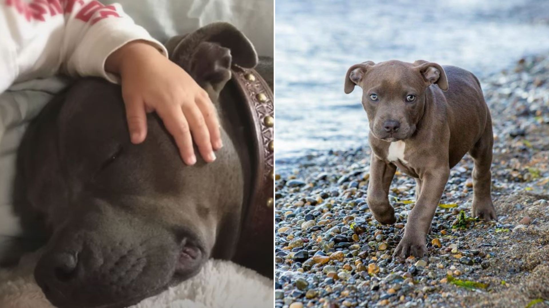 Woman Sees Her Soulmate Dog In Her Dream Before Actually Meeting Her