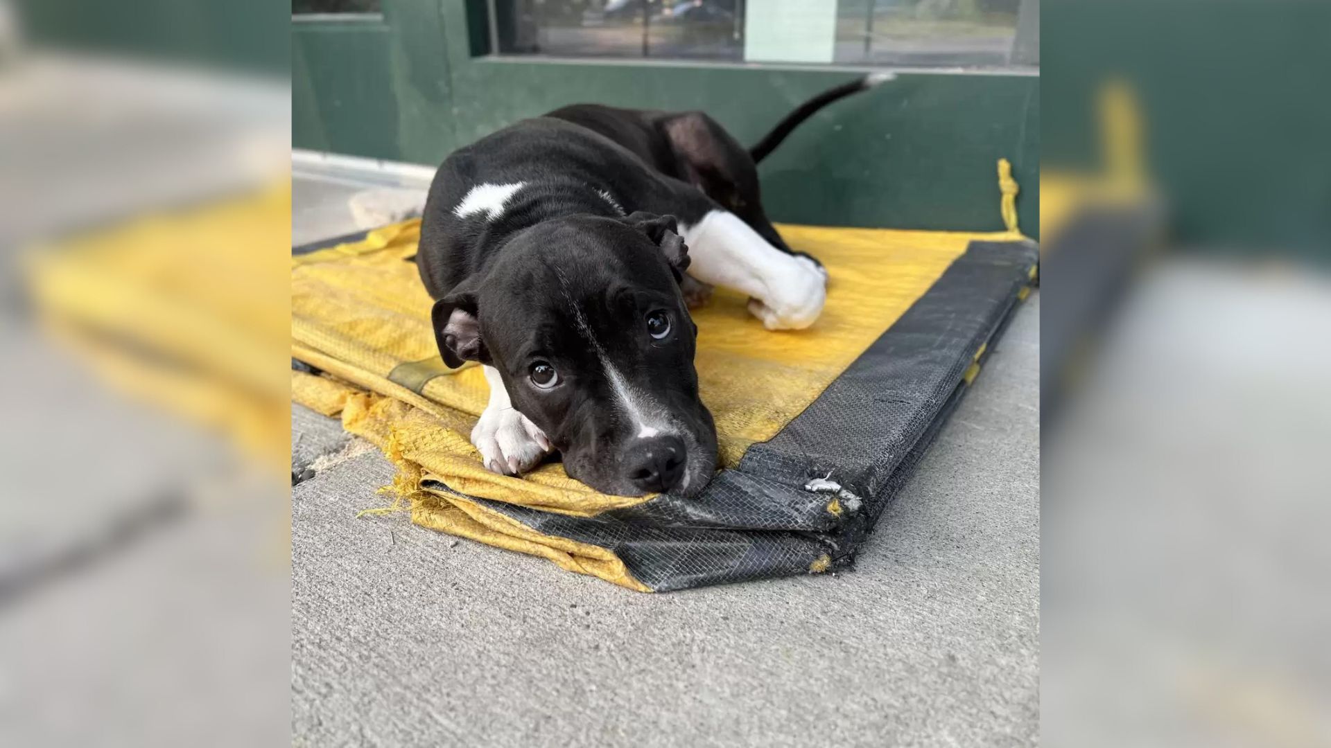 Woman Finds A Furry Creature Curled Up On A Delivery Bag Outside A Shelter