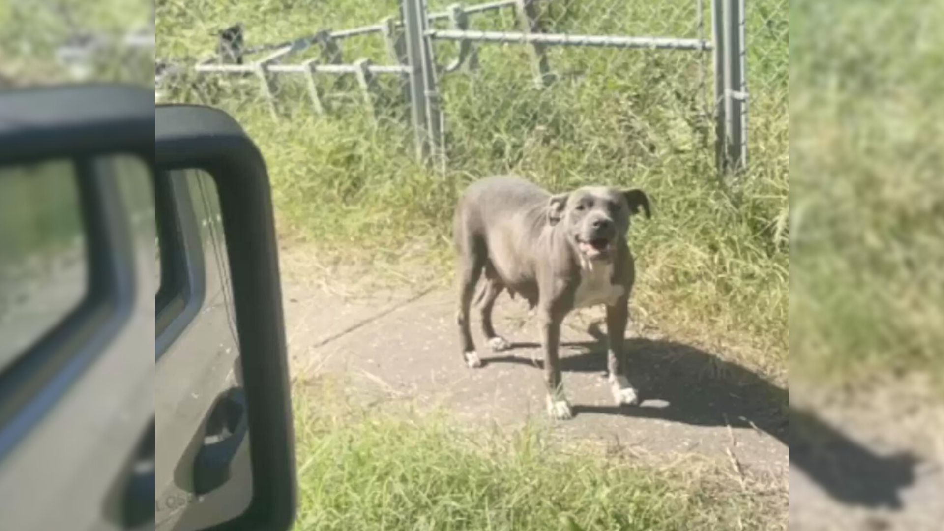 Woman's Mission Of Saving A Dog