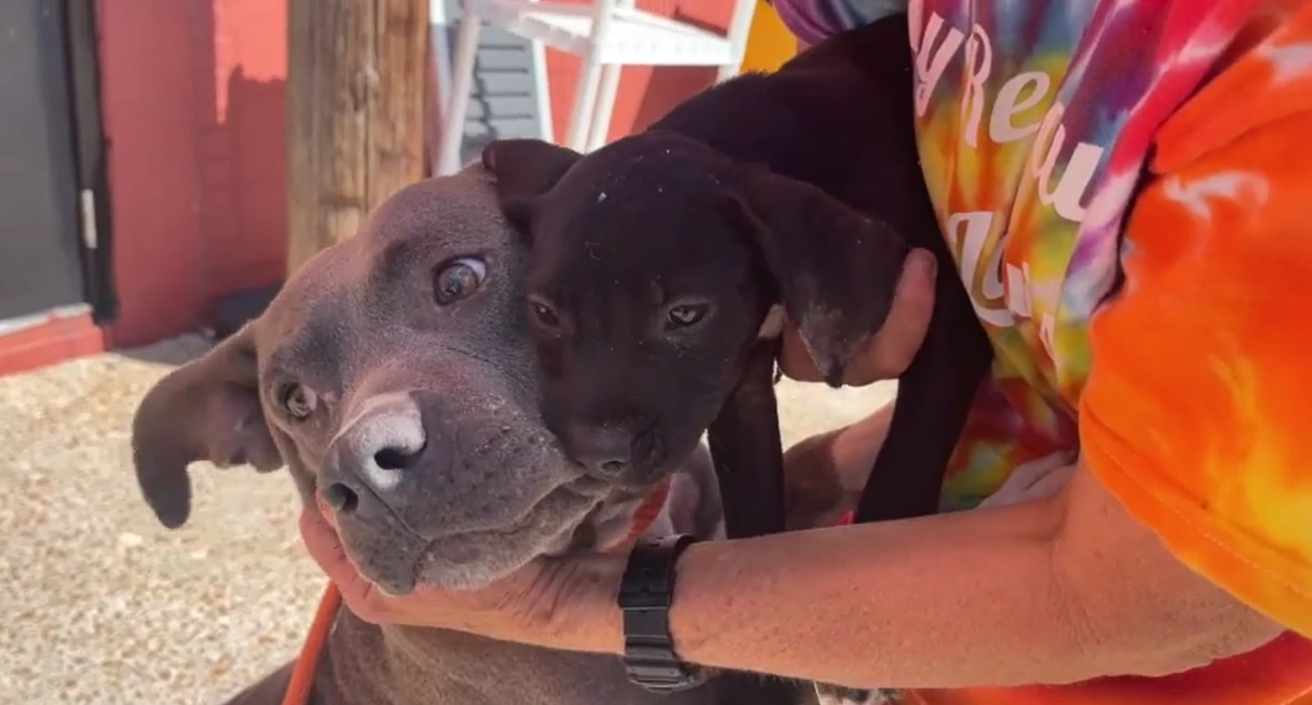 a dog and a puppy rescued in the hands of a woman