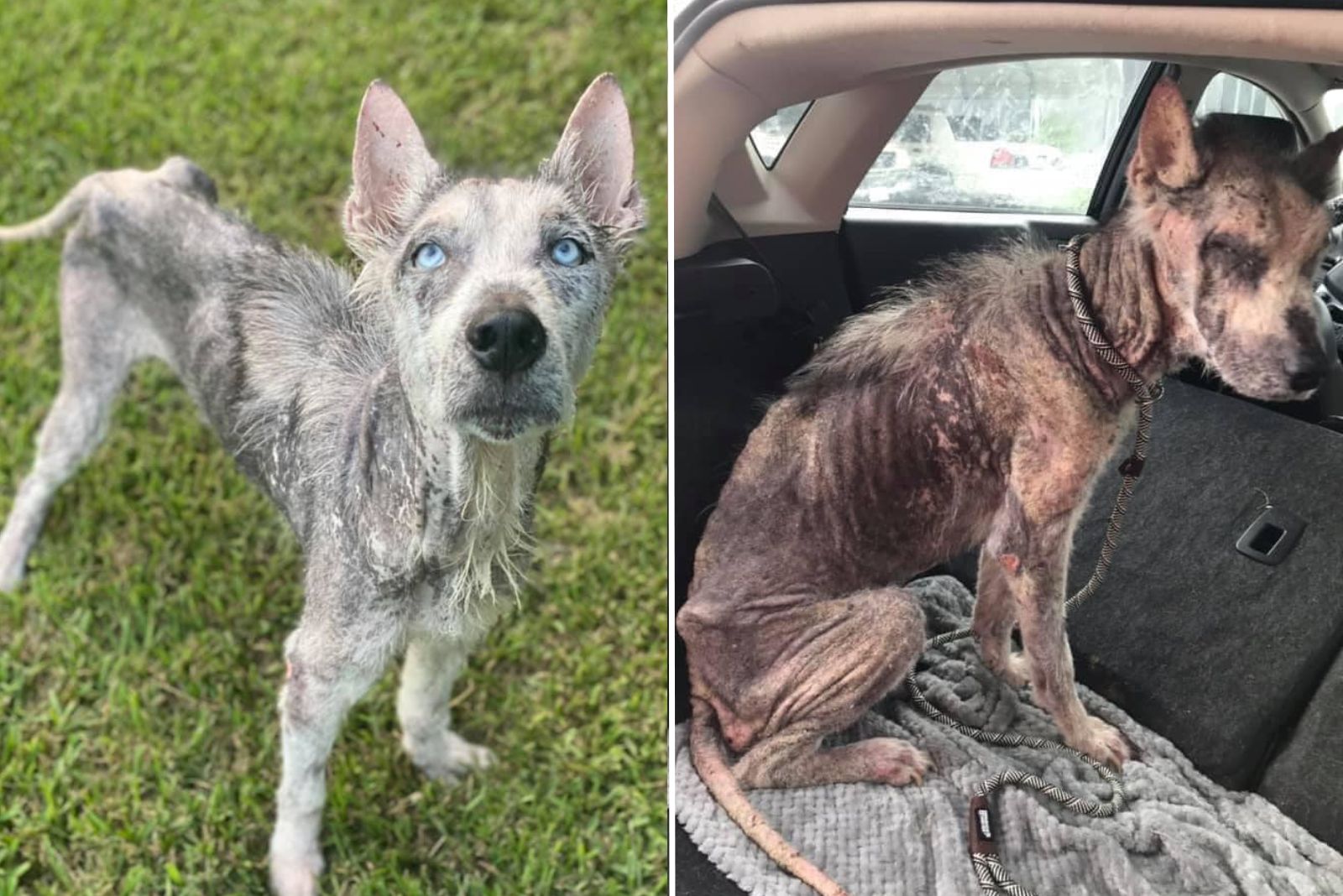 a rescued dog with the most beautiful eyes