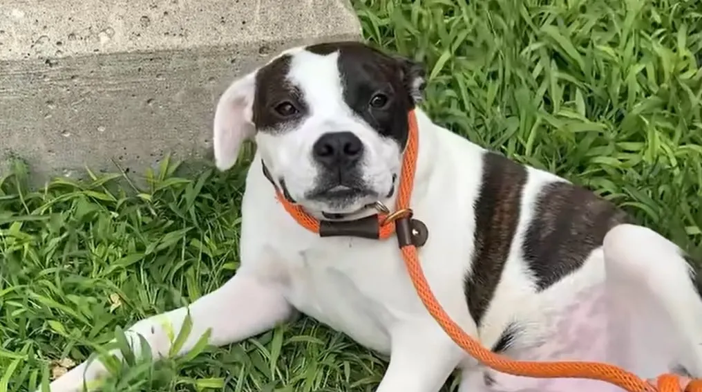 an abandoned dog lies on the grass with a leash