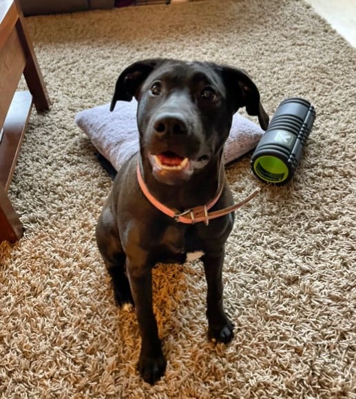 baby dog on the carpet