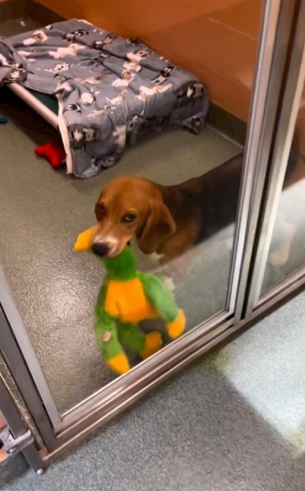 beagle with toy in the room