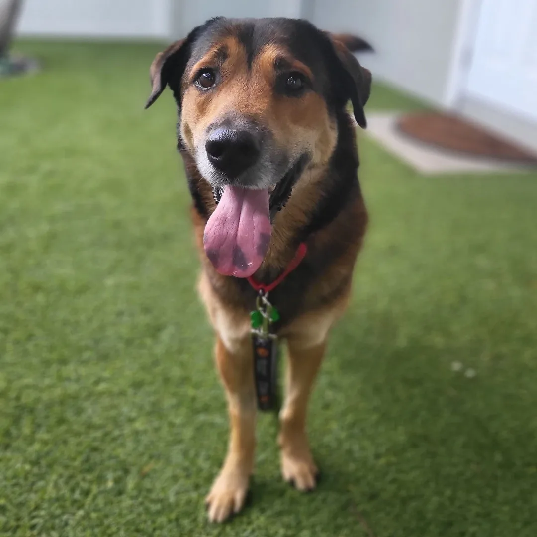 beautiful dog standing