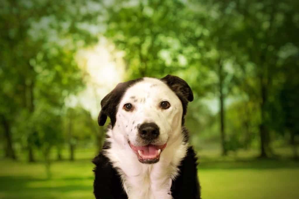 black and white dog standing on grass