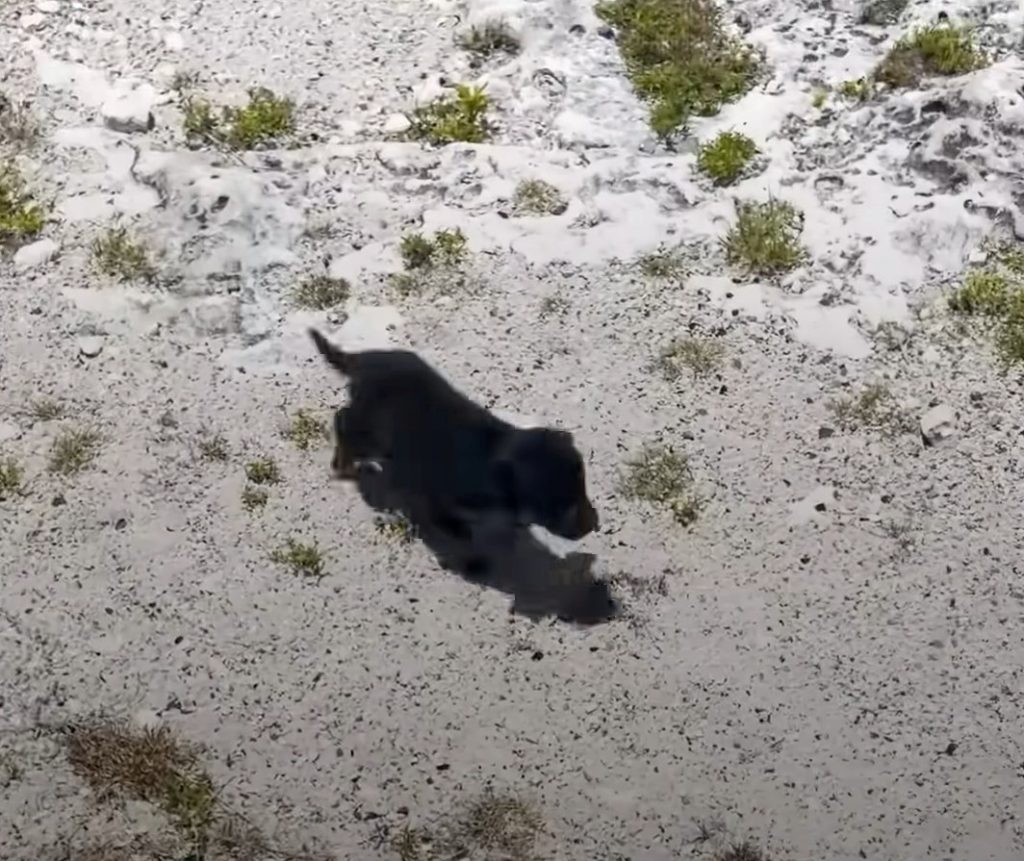 black dog on sand