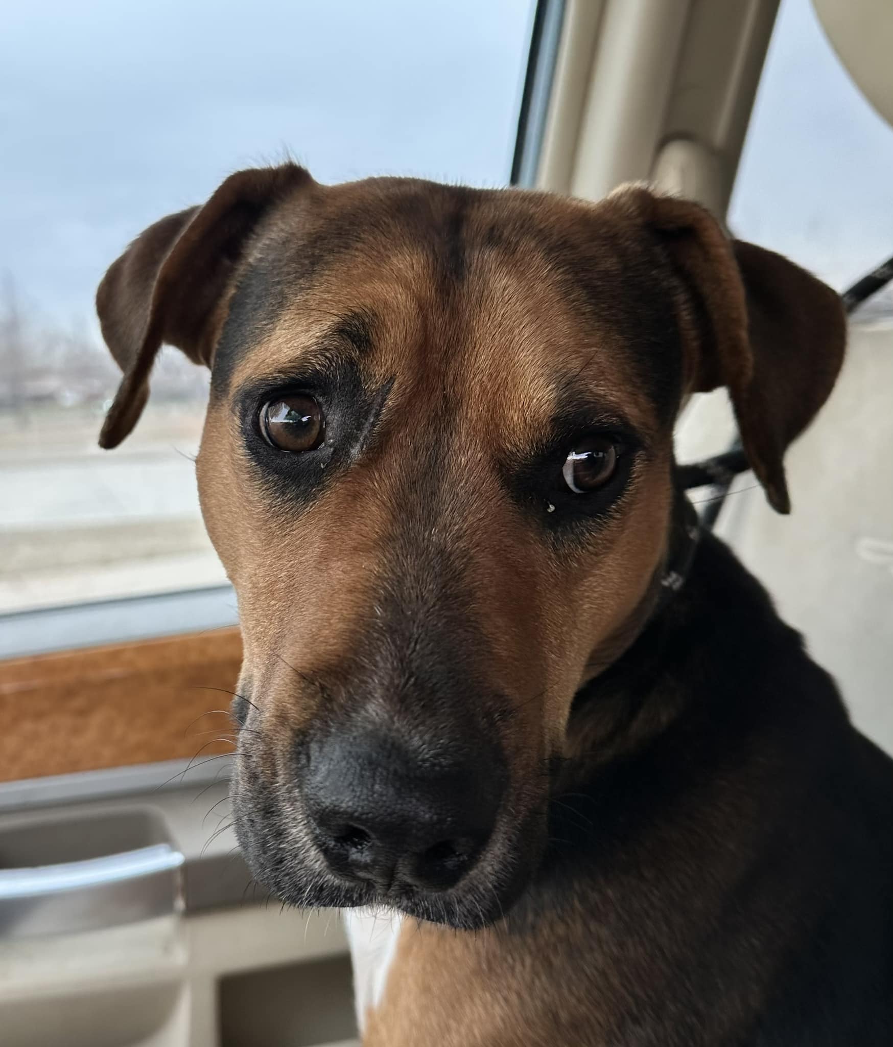 brown dog sitting in the car