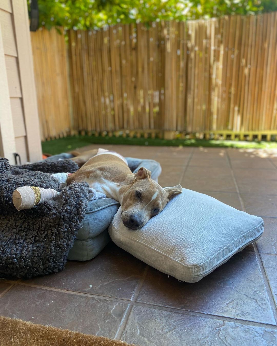 burned dog with bandage