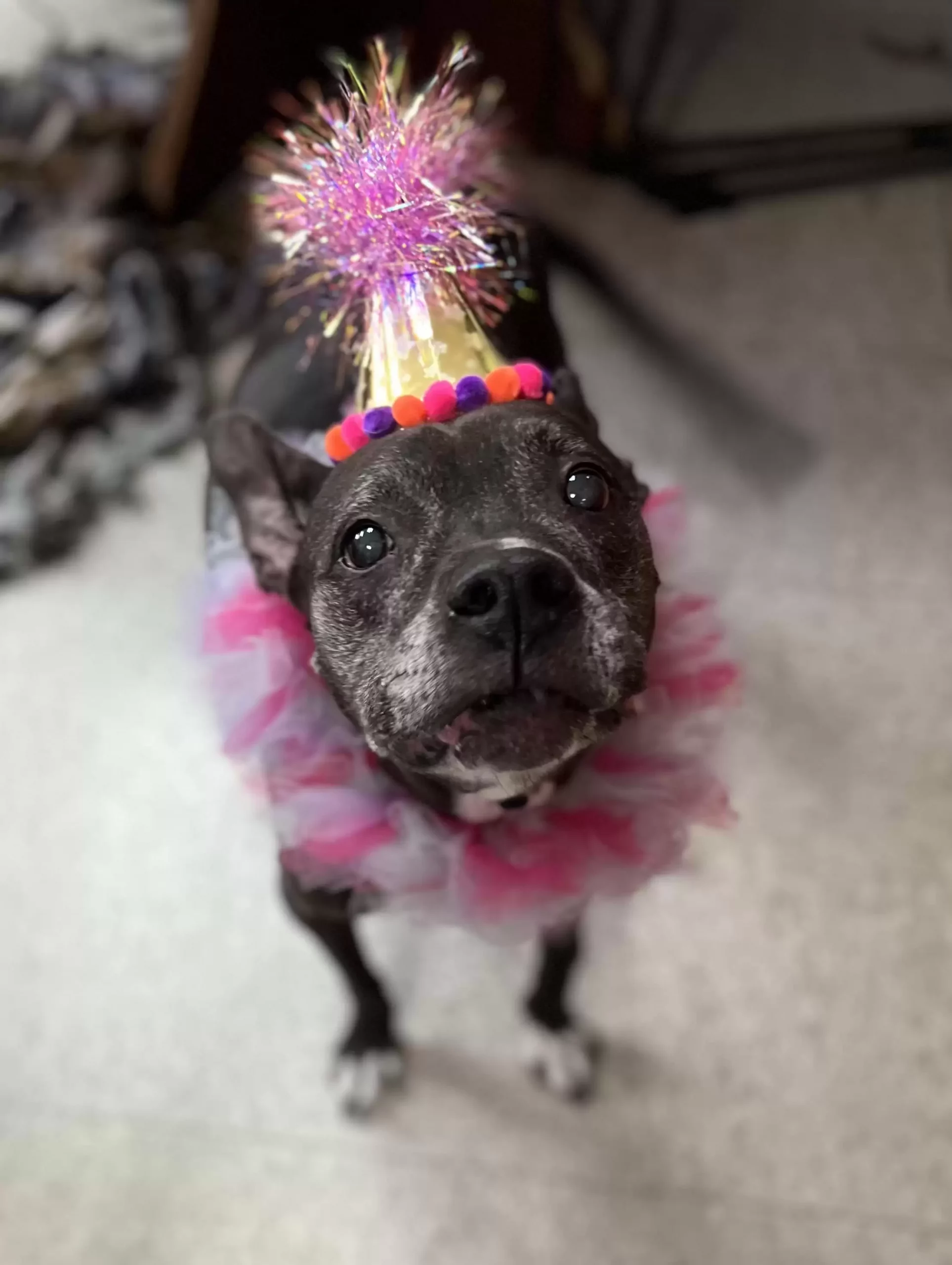 cute birthday dog posing