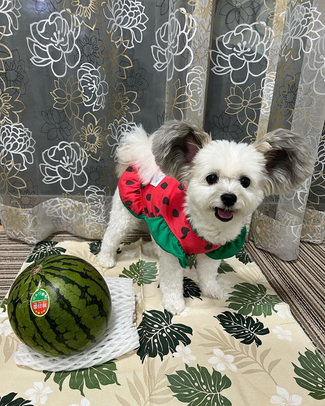 cute dog in watermelon dress