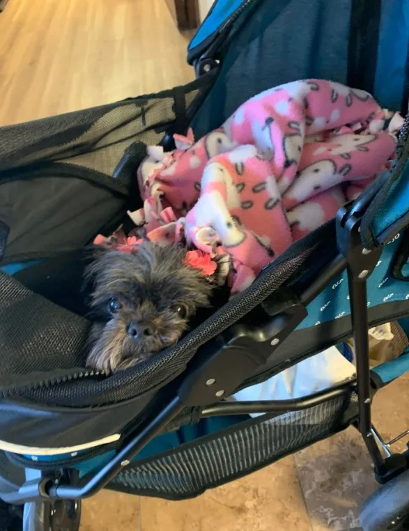 cute dog peeking out of the stroller