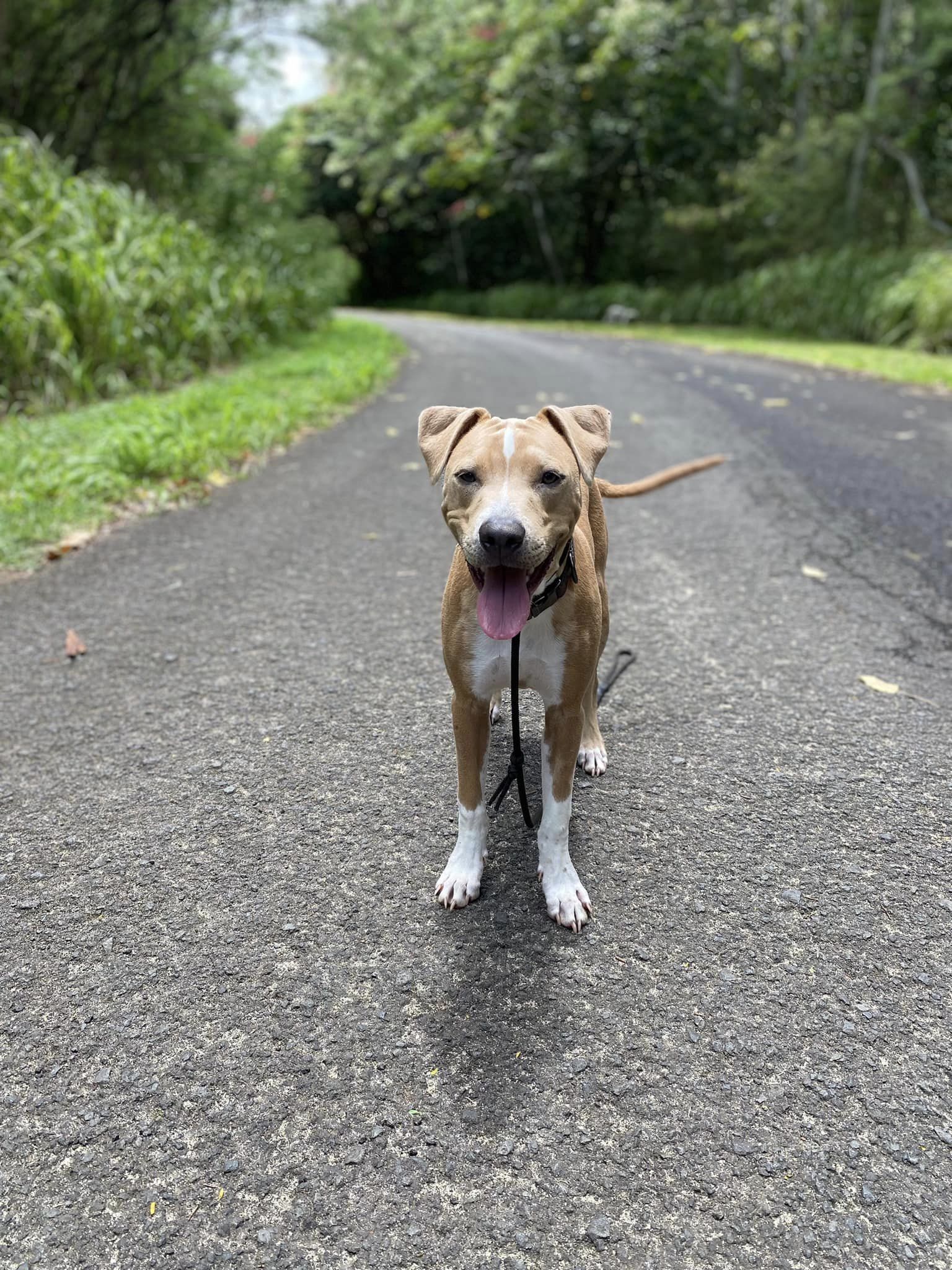 cute pitbull on road