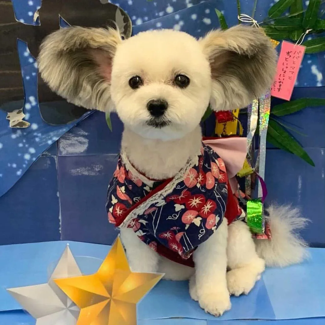 dog called goma in a kimono