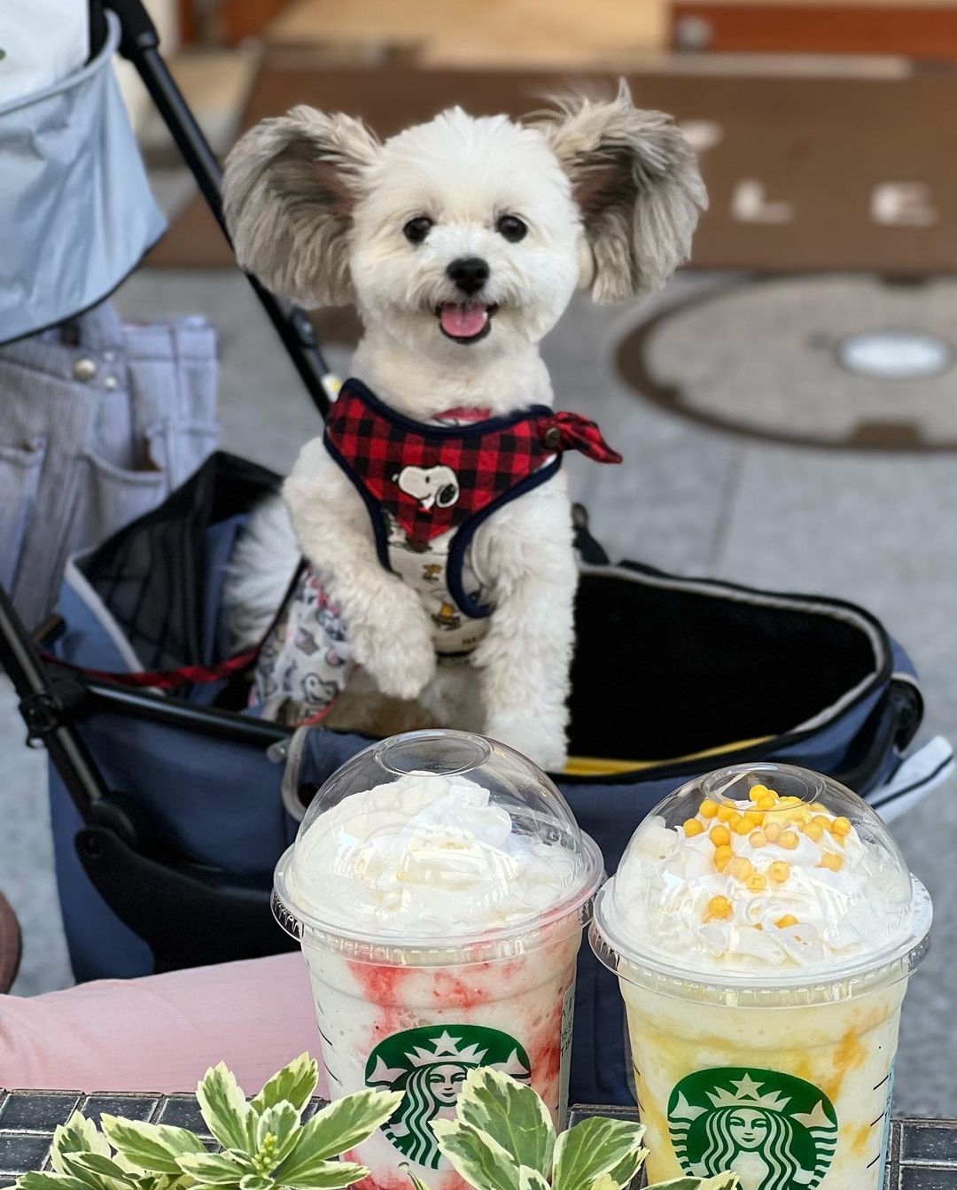 dog goma looking at two starbucks drinks