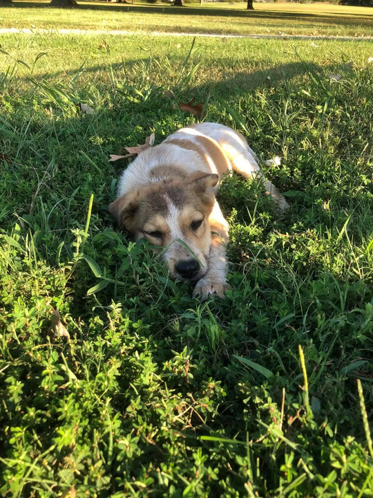 dog in the grass