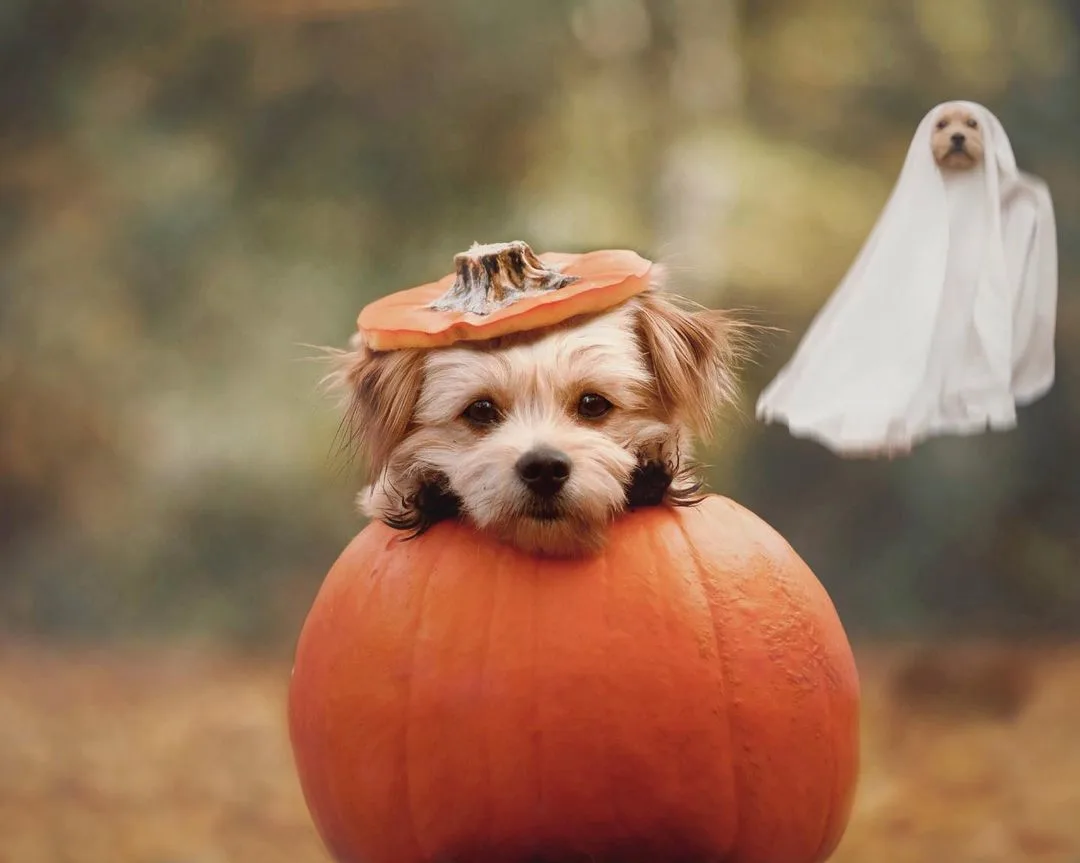 dog knut in a pumpkin