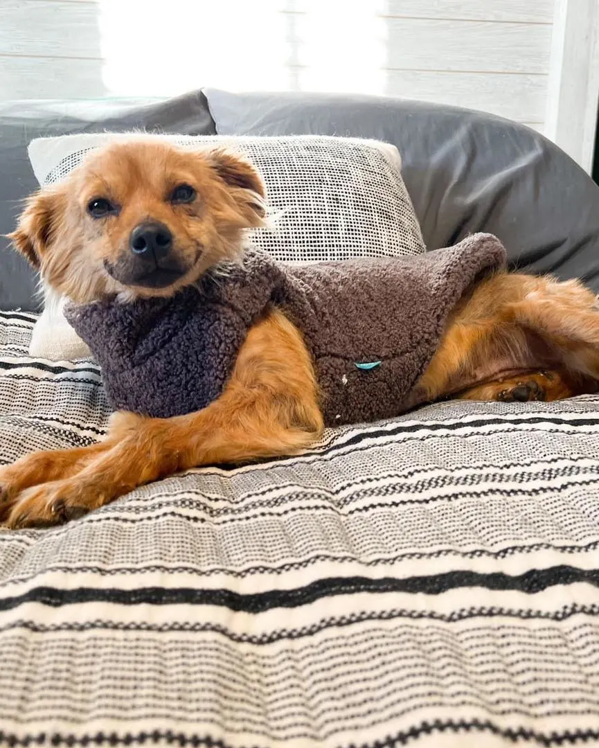 dog laying on sofa