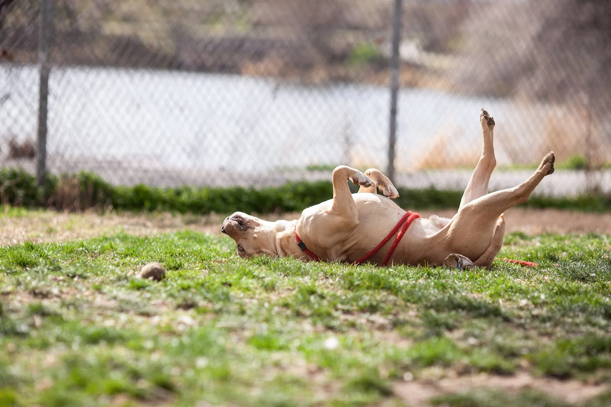 dog laying on his back on the grass