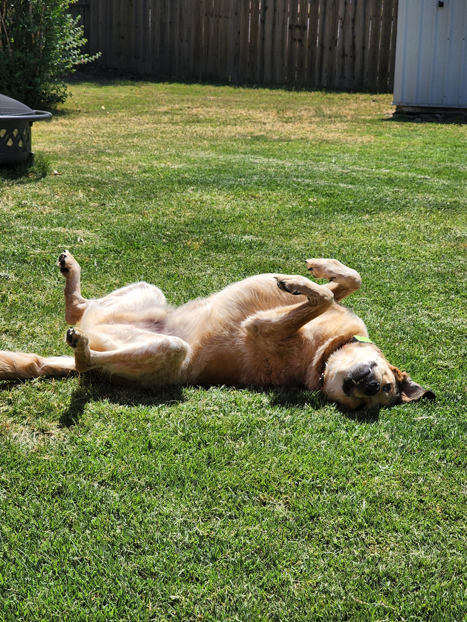 dog laying on the back