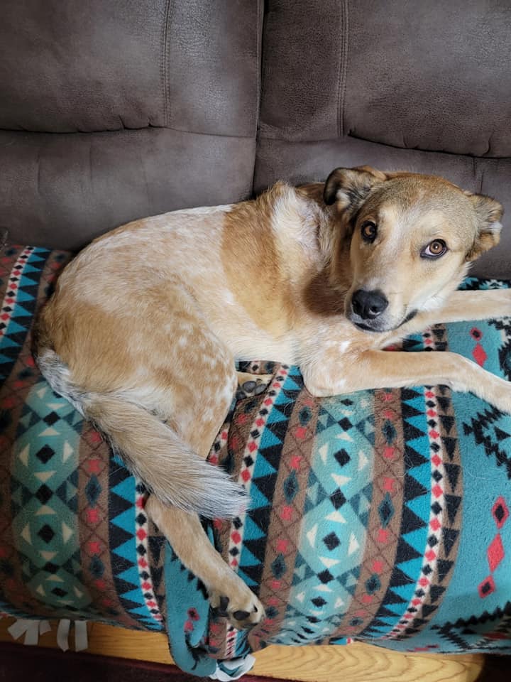 dog laying on the couch