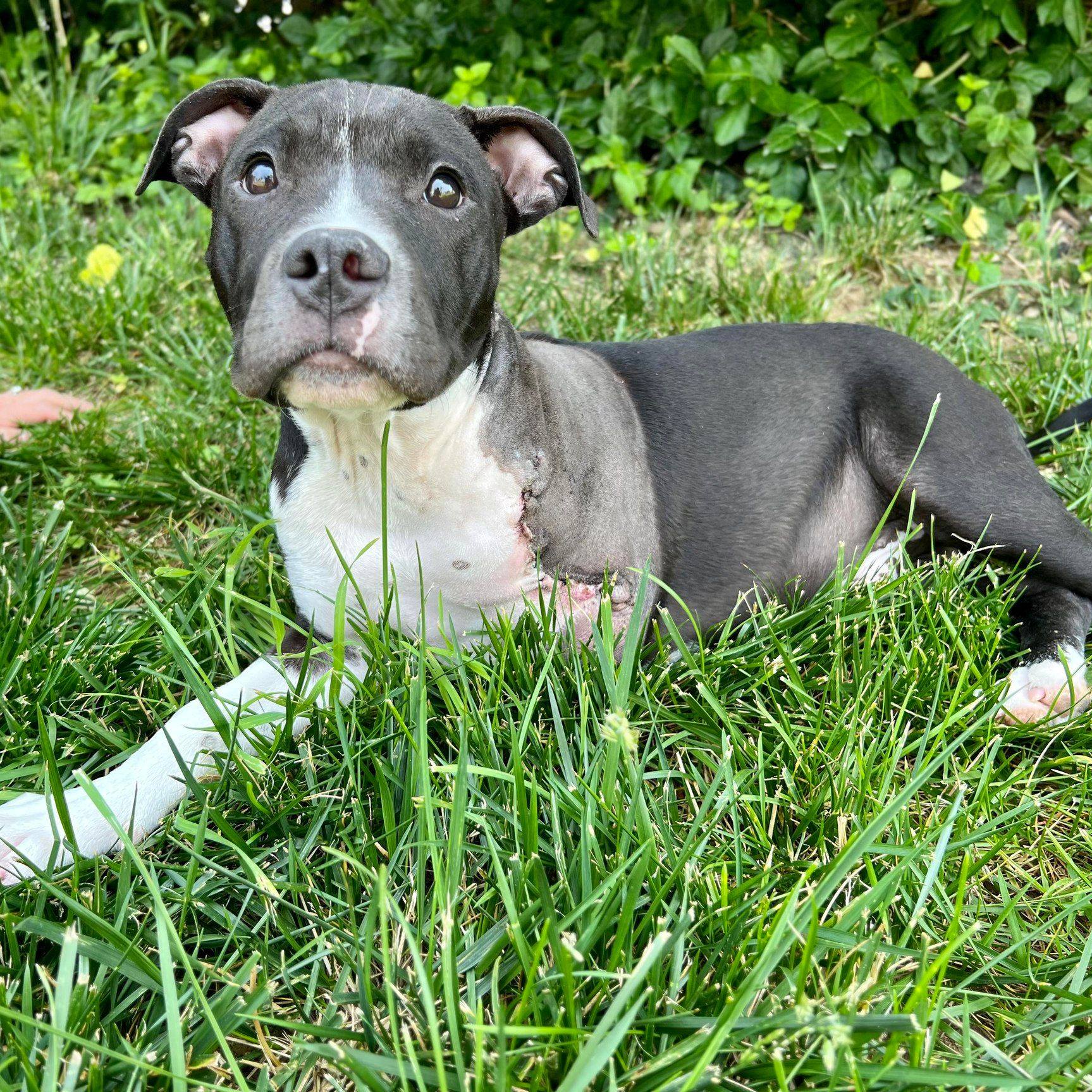 dog lying in grass