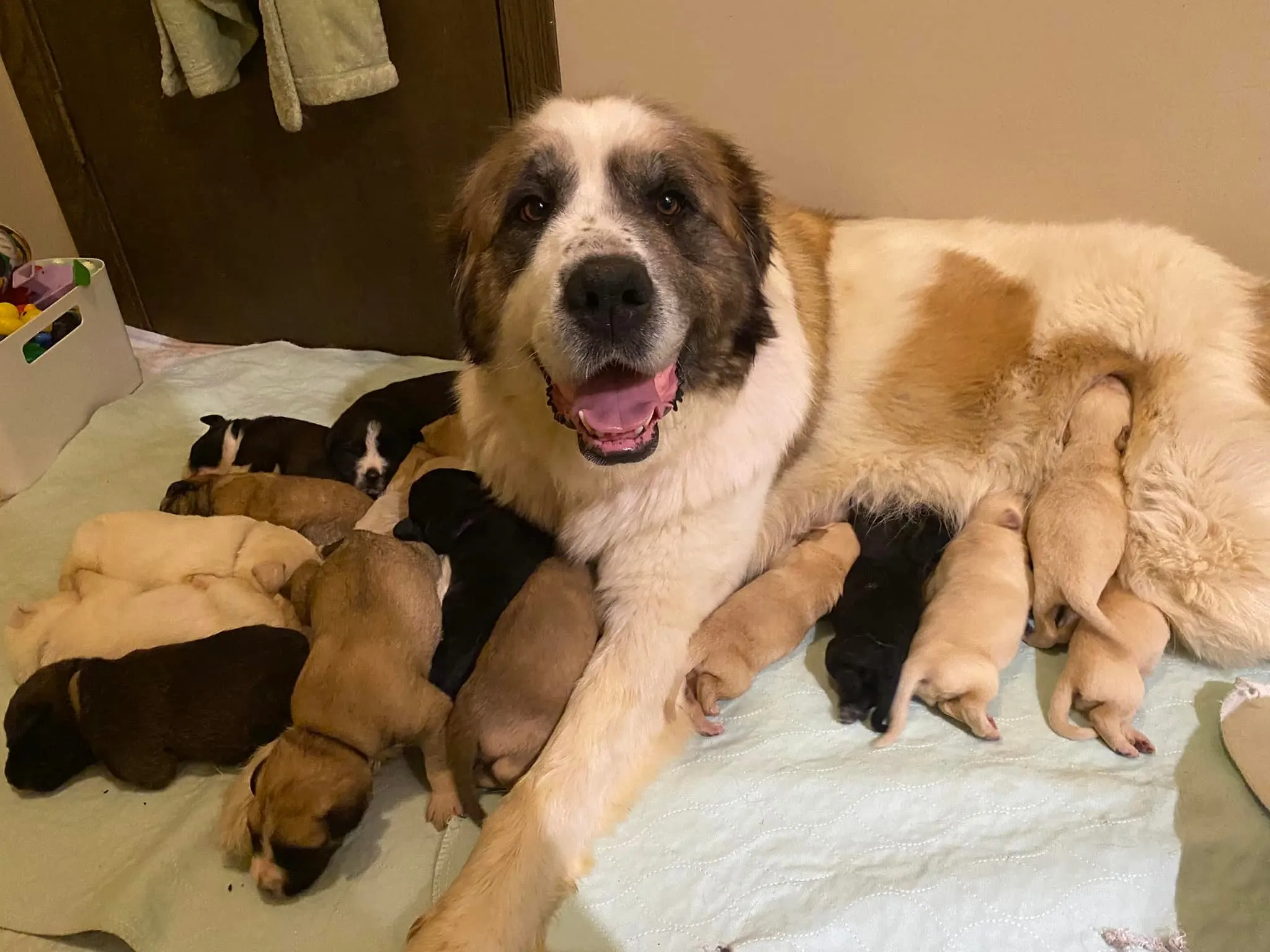 dog mom with her litter