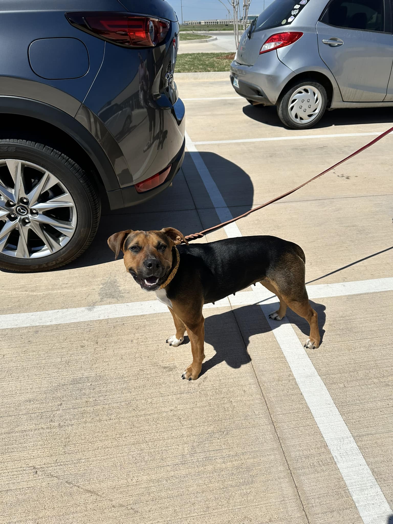 dog on leash on parking