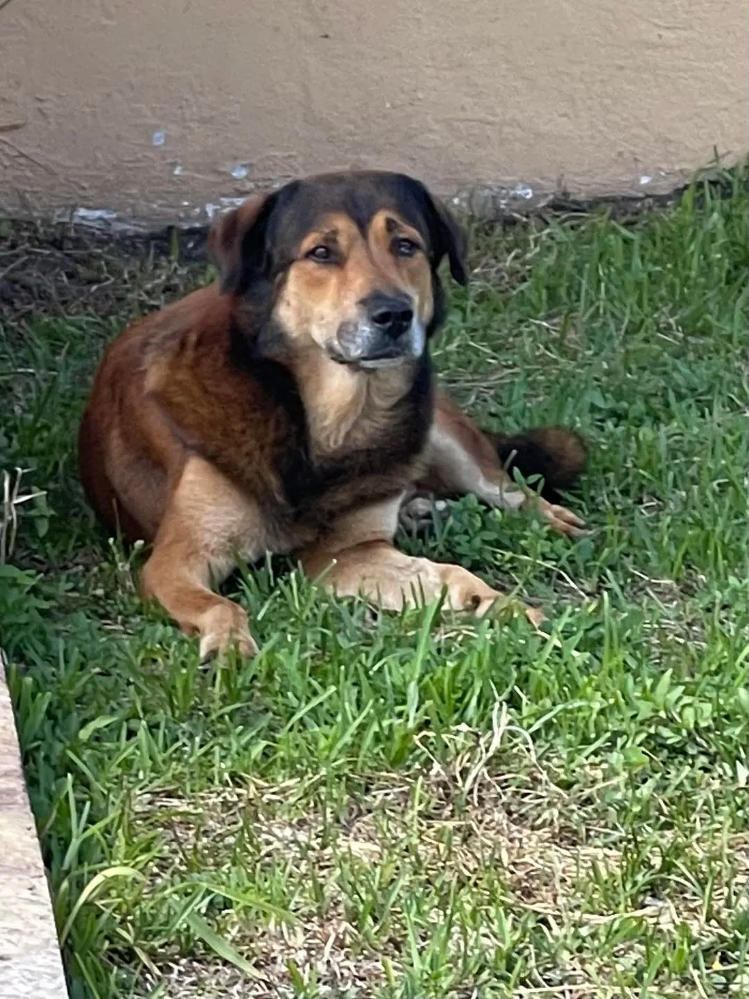 dog on the grass in yard