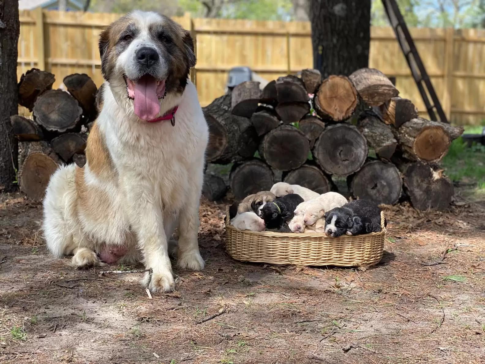 dog sitting next to a basket full of puppies