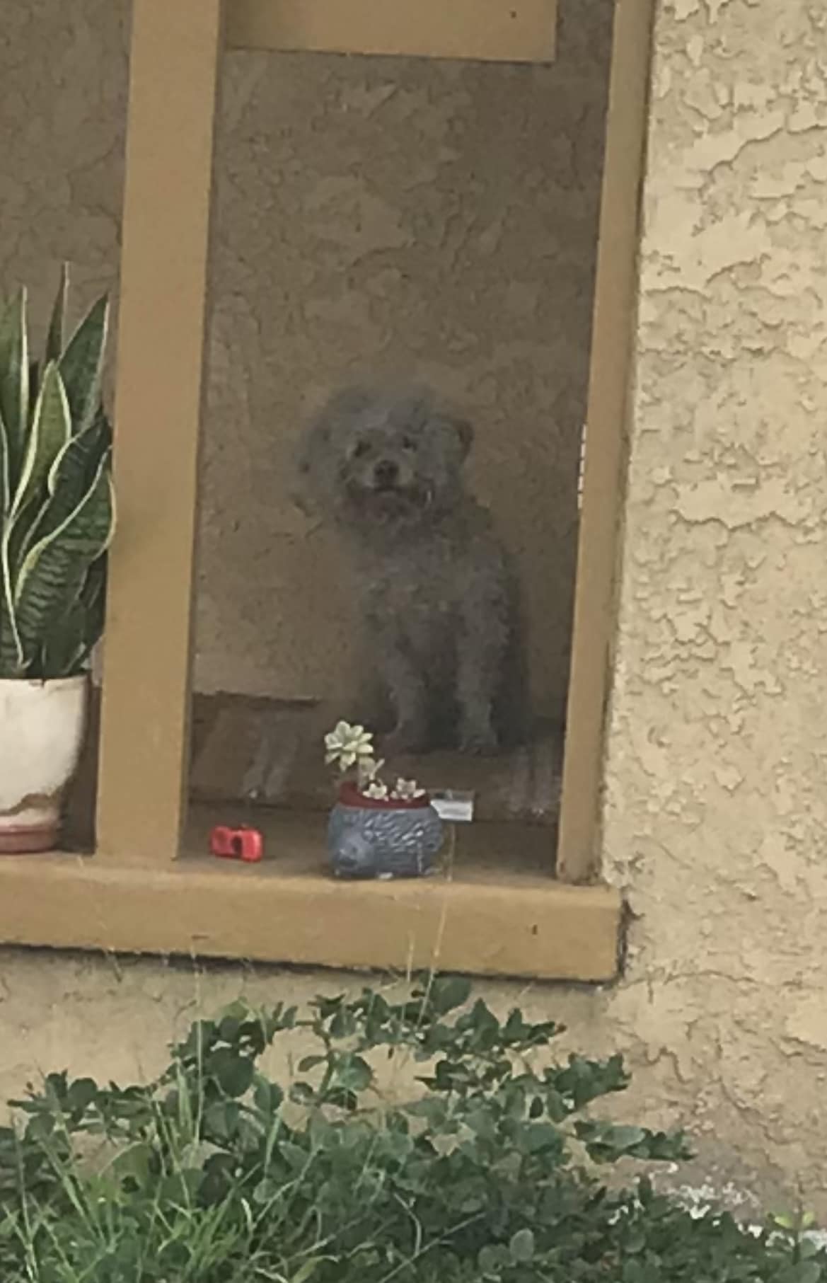 dog watching trough fence