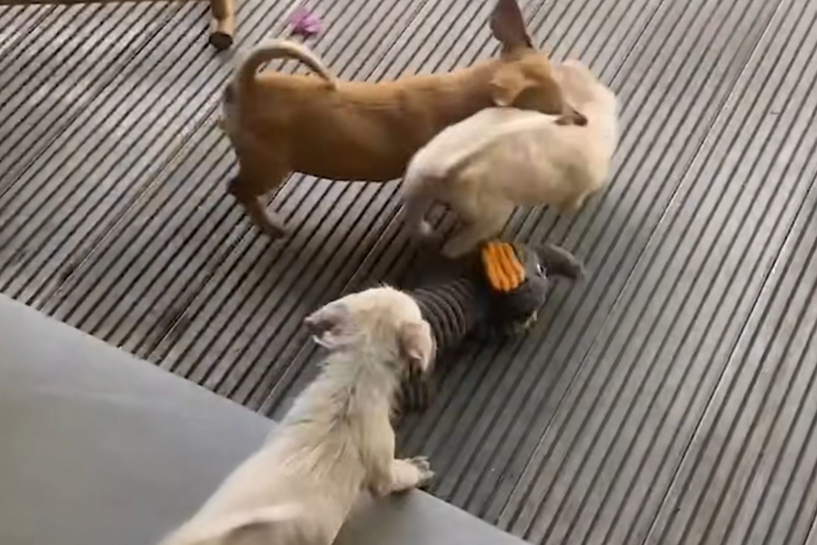 dogs playing with dog toys