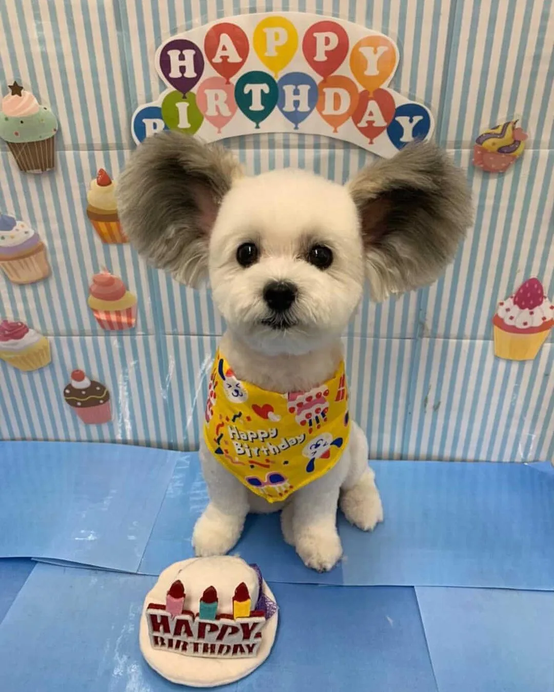 goma wearing a birthday bandana