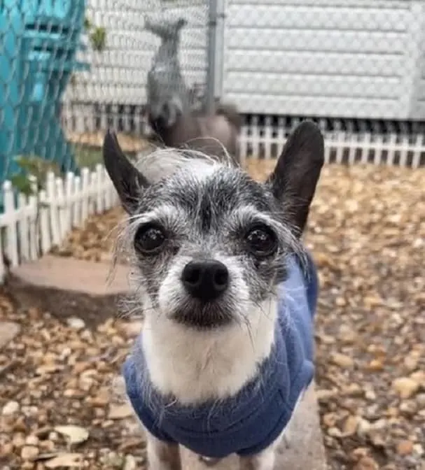 little dog standing in the garden