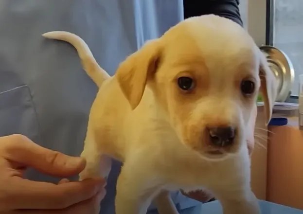 nice little puppy