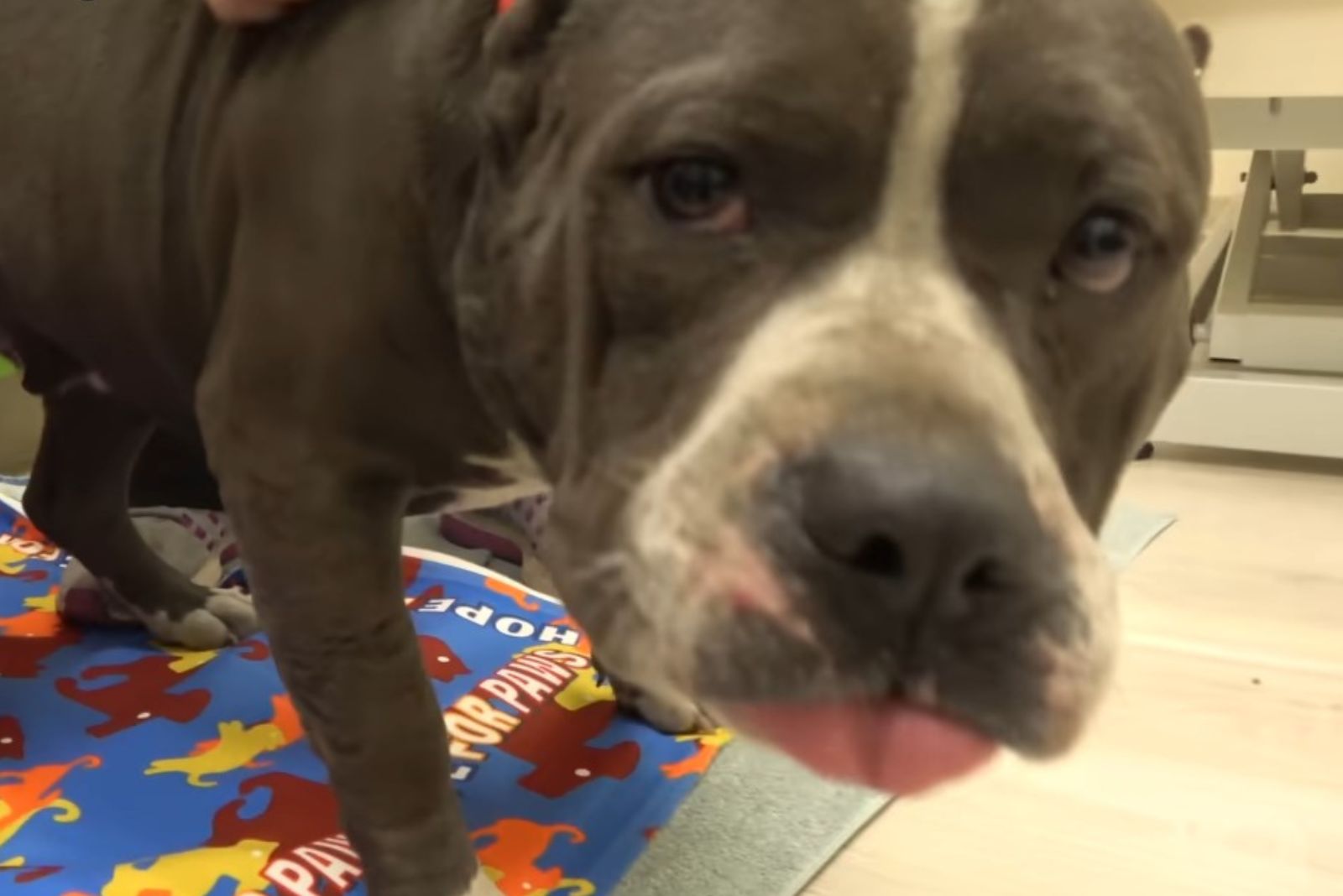 pitbull with tongue out