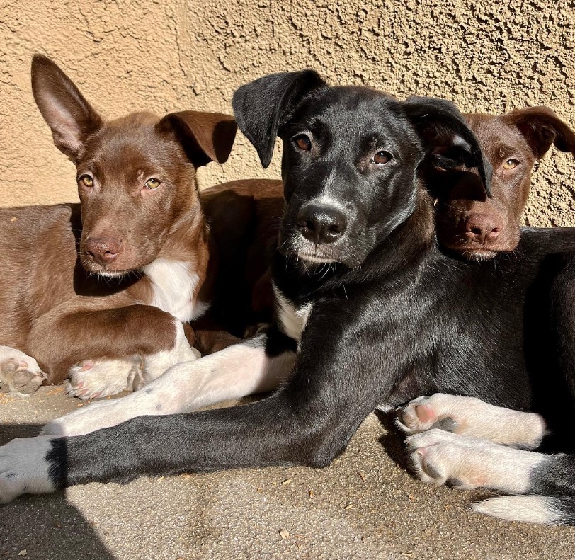 puppies lie on the pavement and look at the camera