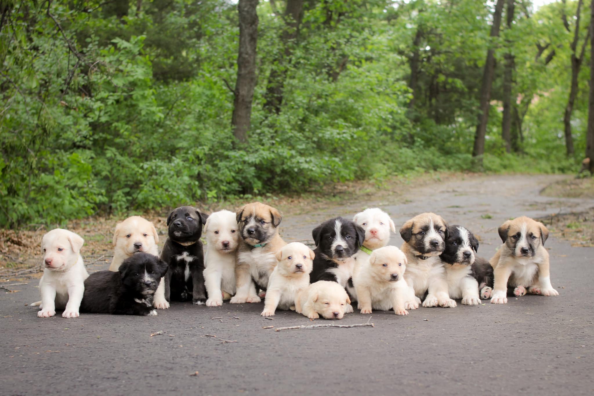 puppies sitting in the road