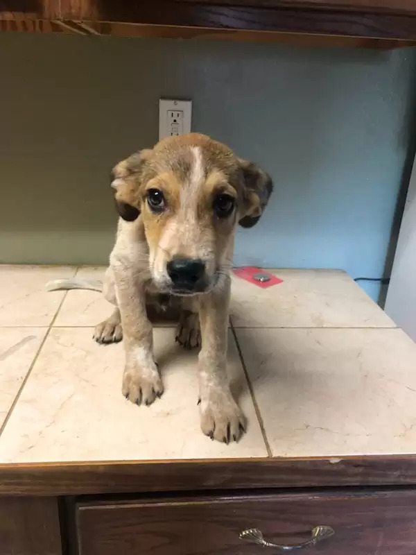 puppy on the kitchen desk