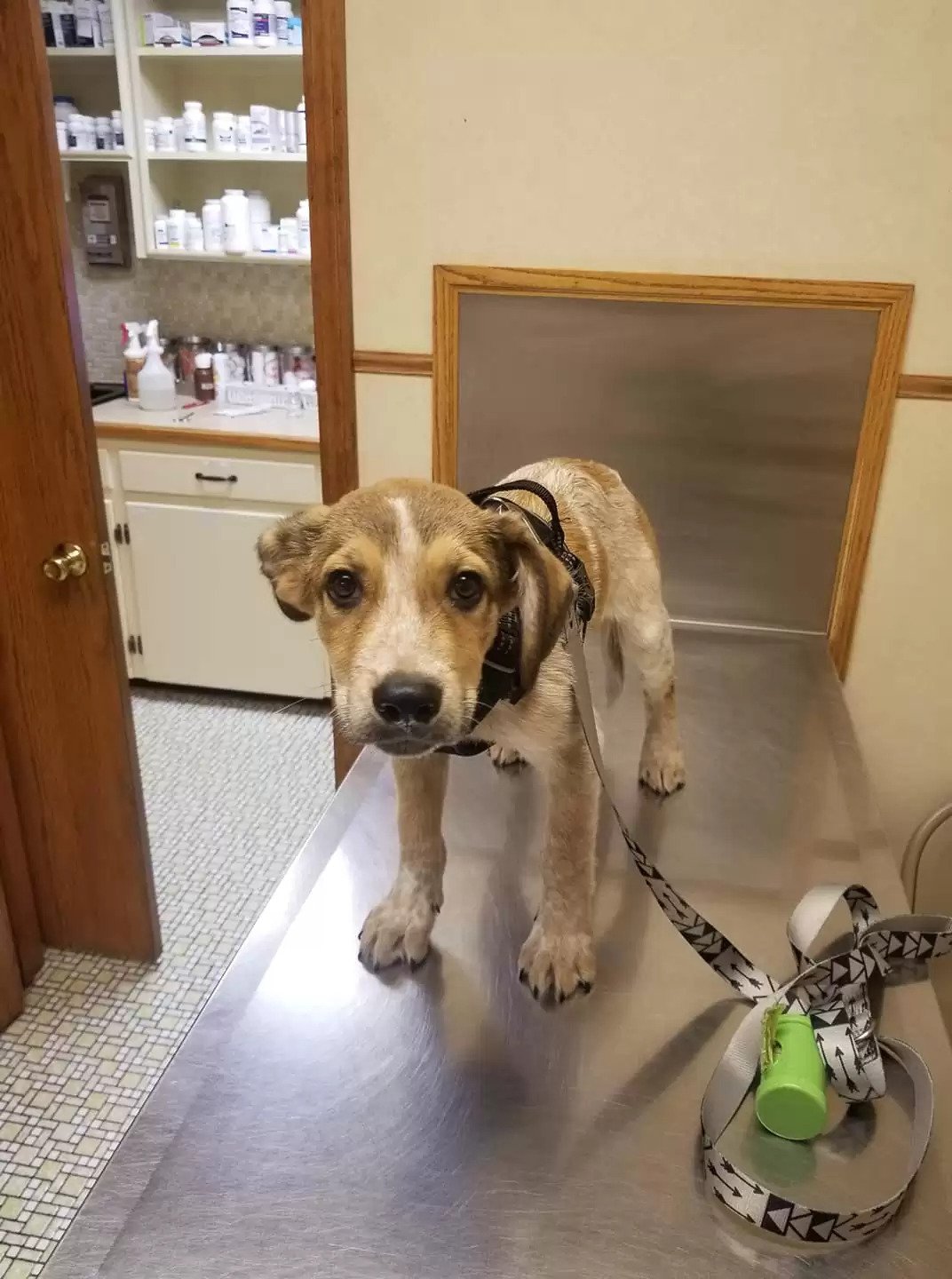 puppy on the vet table