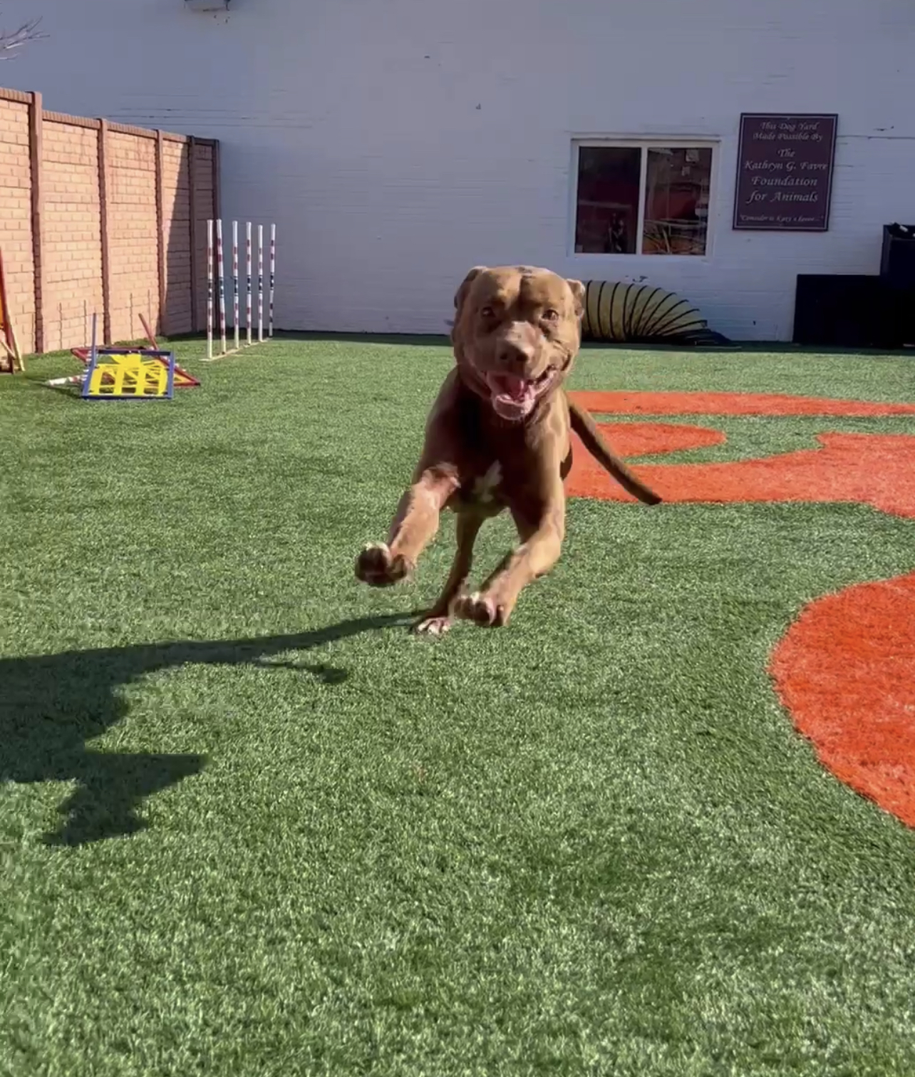 rescued dog running