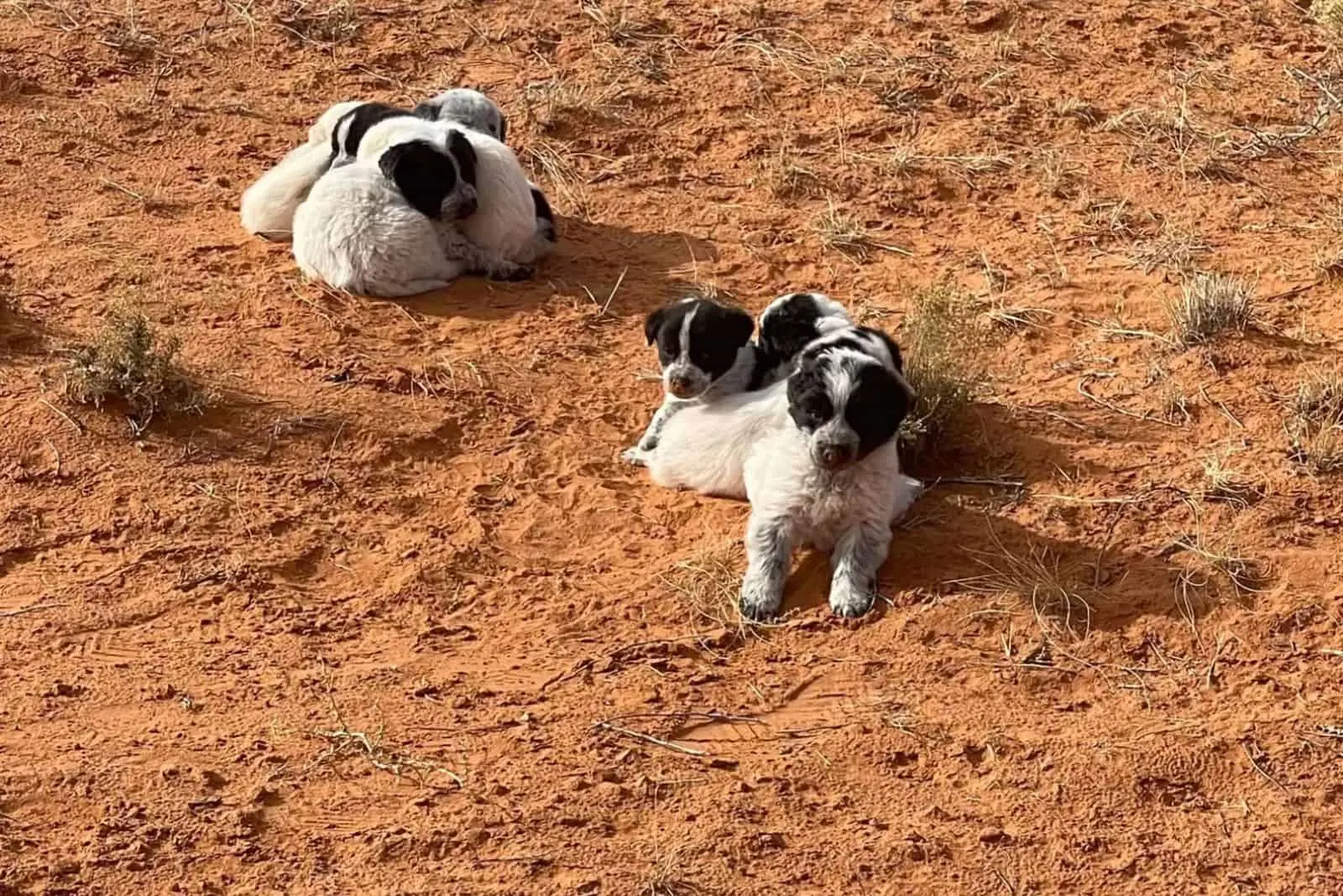 saved puppies at arizona desert