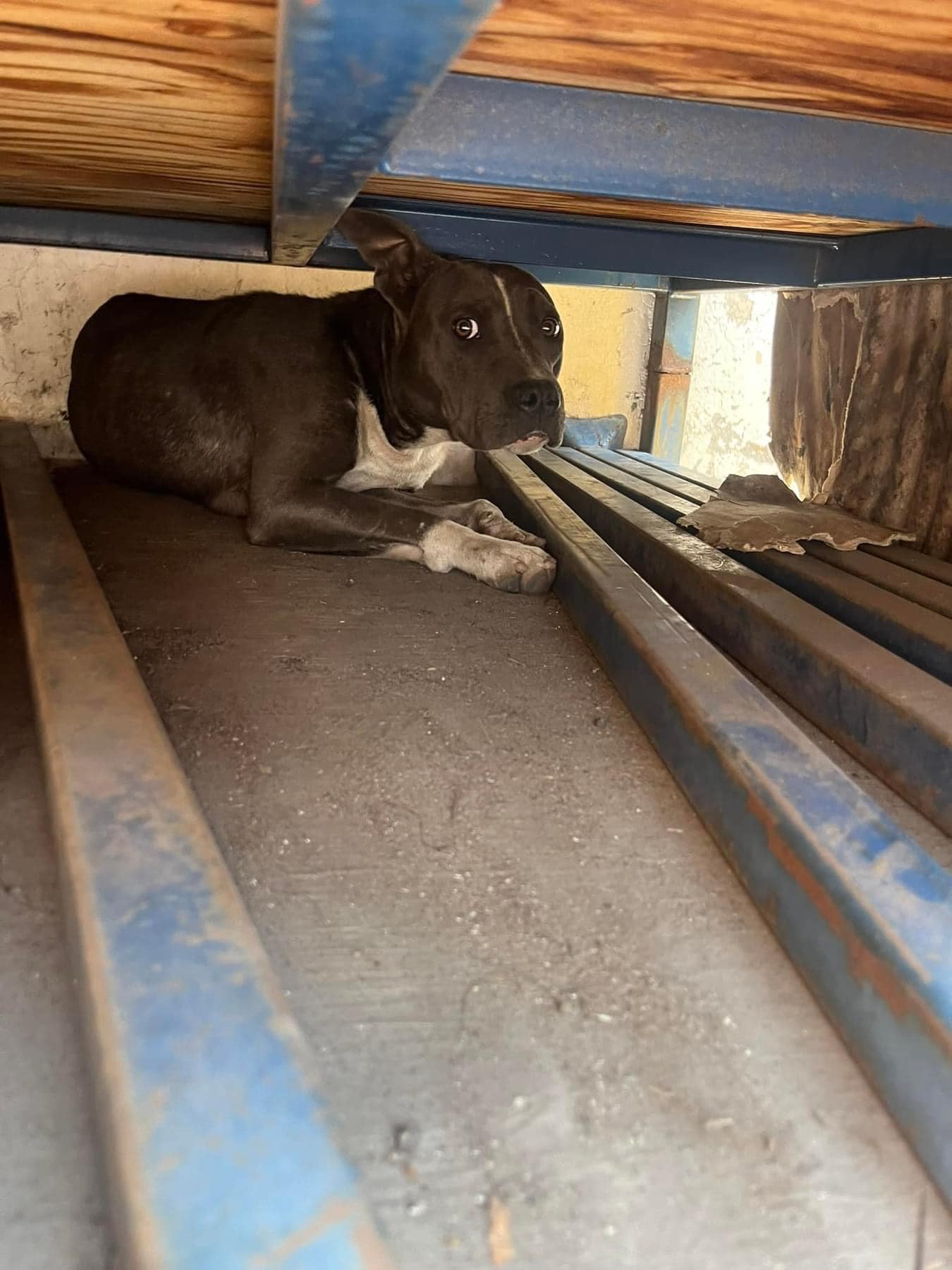 stray dog under truck