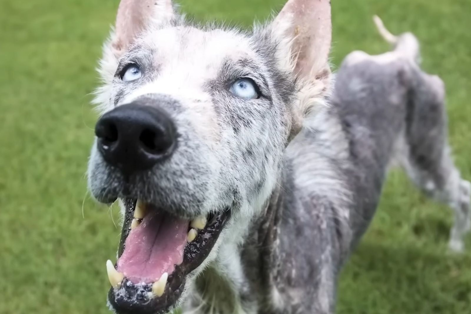 the dog is looking at the camera with its mouth open